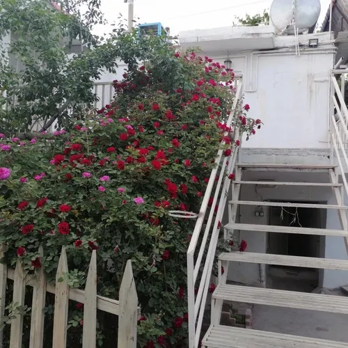 تصویر 8 - ویلا چهلچراغ در  نیشابور