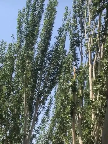 تصویر 15 - اقامتگاه بوم‌گردی سرای معلم کوه کرکس(واحد2) در  نطنز