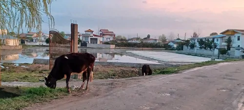 تصویر 20 - ویلا آهو در  نور