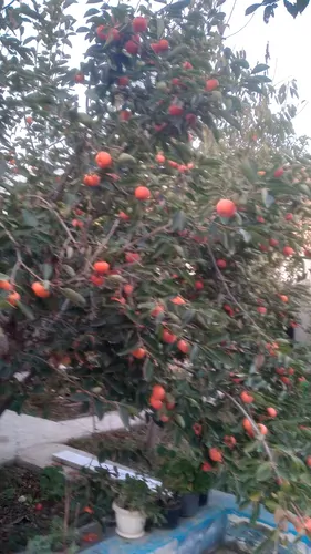 تصویر 10 - اقامتگاه بوم‌گردی ویلایی شهدا (طبقه همکف) در  علی آباد کتول