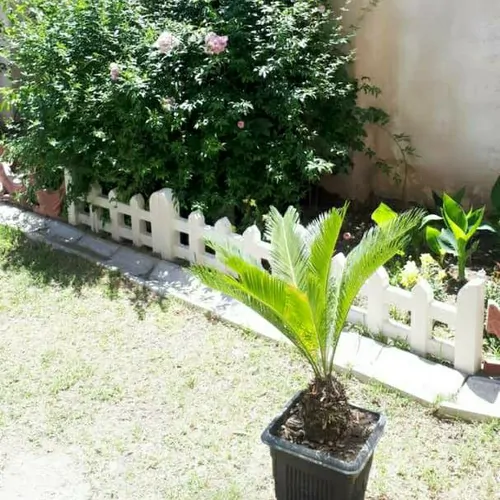 تصویر 10 - آپارتمان ستاره کاسپین (نزدیک به دریا) در  انزلی