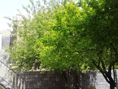 تصویر 19 - خانه ویلایی بختیاری در  همدان
