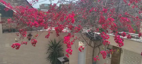 تصویر 16 - ویلا صفا در  گنبد کاووس