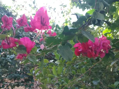 تصویر 22 - اقامتگاه بوم‌گردی هوربانو (سوئیت سه تخته) در  شهداد