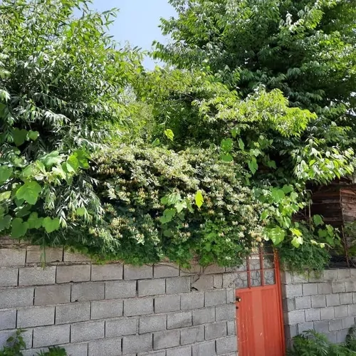 تصویر 20 - کلبه چوبی لِلی در  سوادکوه