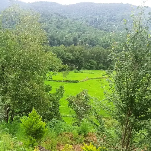 تصویر 29 - ویلا جنگلی آزاد در  ماسوله 