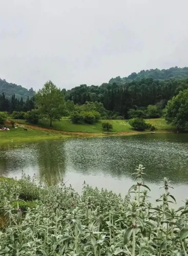 تصویر 9 - کلبه سوییسی مآسو (واحد وارش) در  نور