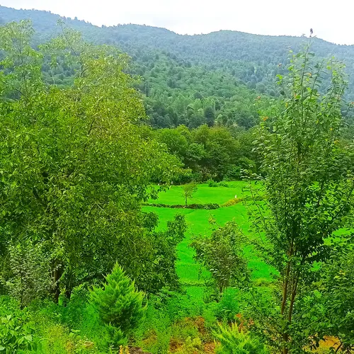 تصویر 26 - ویلا جنگلی آزاد در  ماسوله 