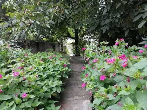 تصویر 18 - ویلا چلچلا  در  لفور