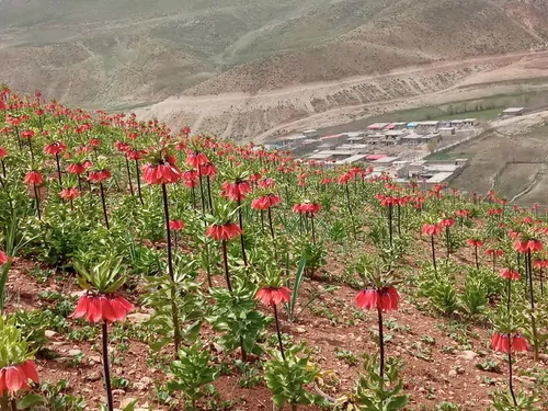 تصویر 28 - ویلا شب نشین (1) در  کوهرنگ