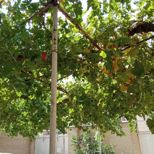 تصویر 9 - خانه صبا در  شهرکرد