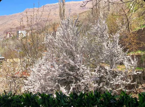 تصویر 24 - آپارتمان  مبله رضایی (واحد ۱) در  میگون