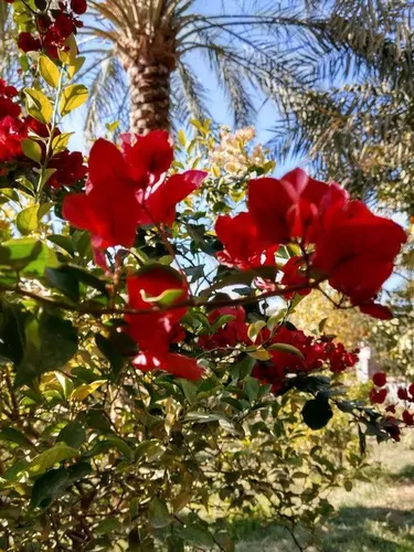 تصویر 16 - اقامتگاه بوم‌گردی هوربانو (سوئیت سه تخته) در  شهداد